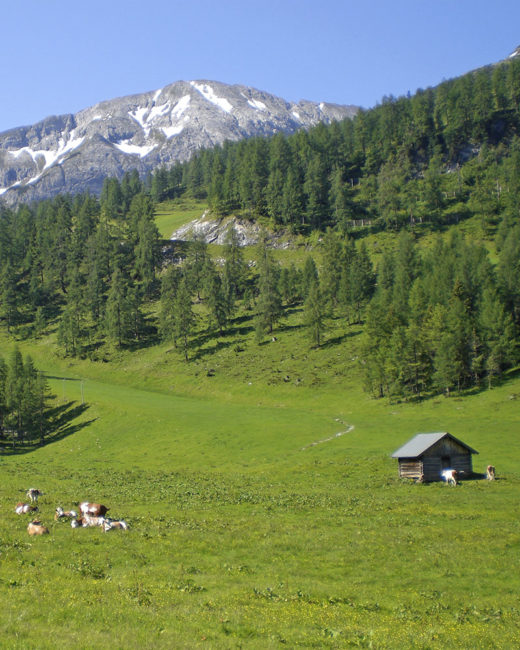 Hotel Taxerhof - Urlaub auf dem Bauernhof - Radstadt - Salzburger Land