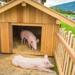 Hotel Taxerhof - Urlaub auf dem Bauernhof - Radstadt - Salzburger Land