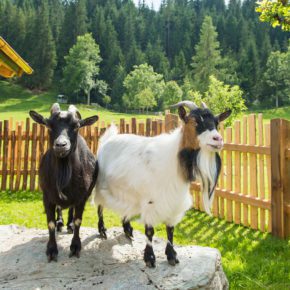 Tiere - Familienhotel & 4 Sterne Hotel in Radstadt
